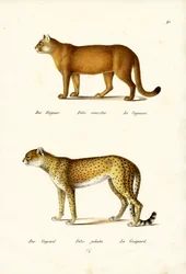 Cougar, 1824